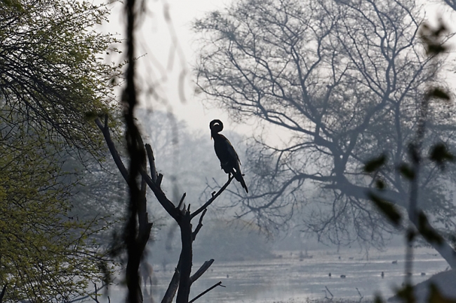 Keoladeo national park-071